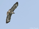 Buse variable