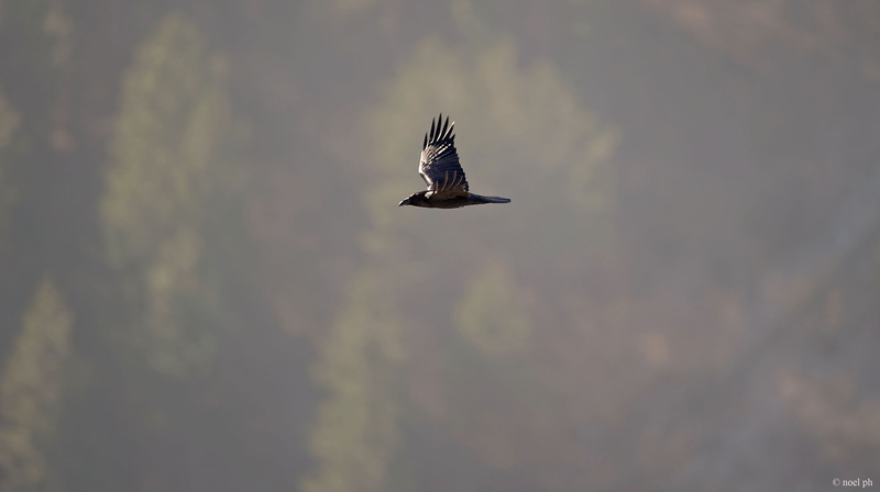 Grand Corbeau (Corvus corax)noel.jpeg