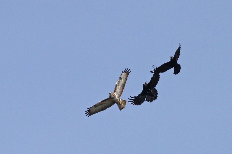 Corbeau freux (Corvus frugilegus)-01bBouc.jpg