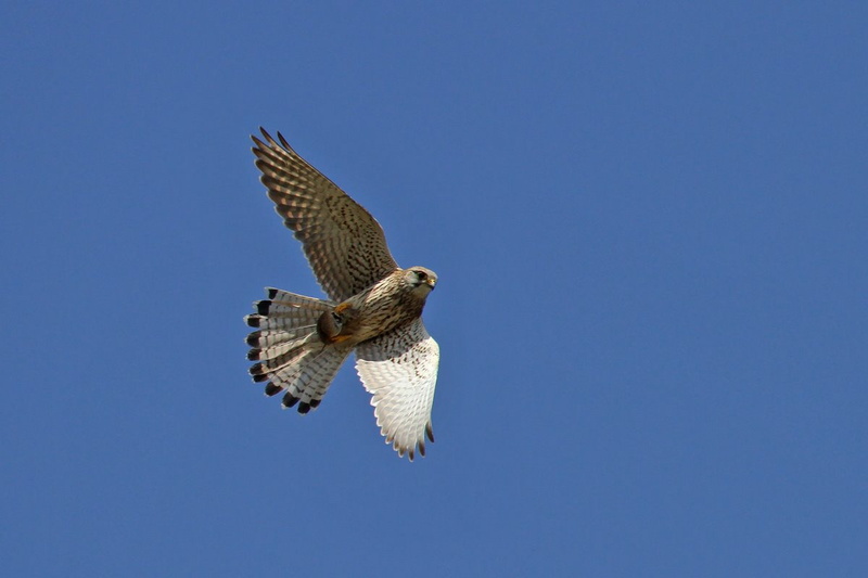 Faucon crécerelle (Falco tinnunculus)-01Bouc.jpeg