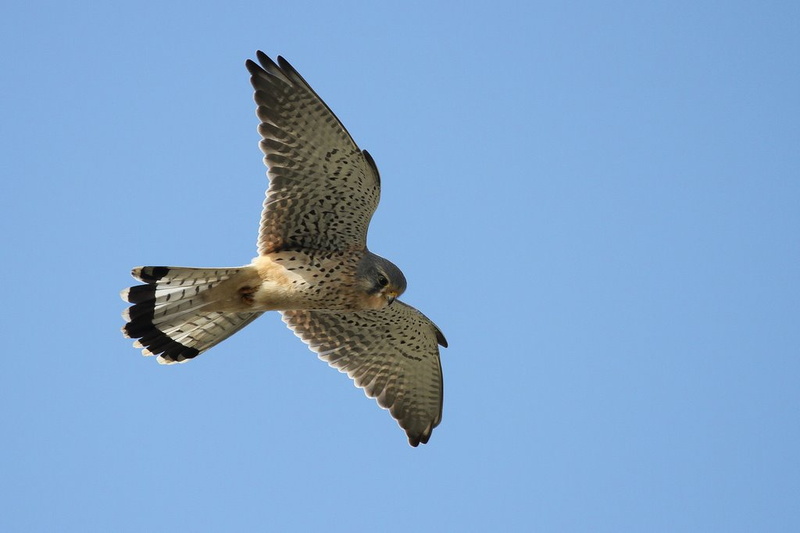 Faucon crécerelle (Falco tinnunculus)-02Bouc.jpeg