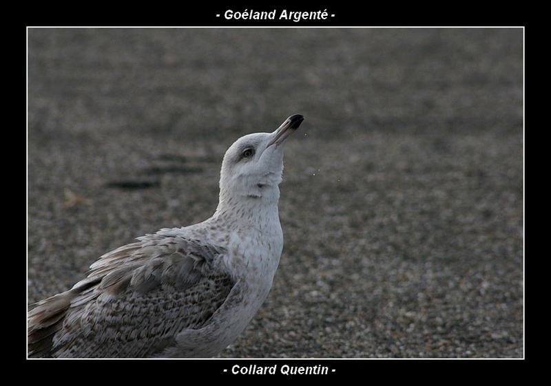 Goéland argenté (Larus argentatus)-04.jpeg