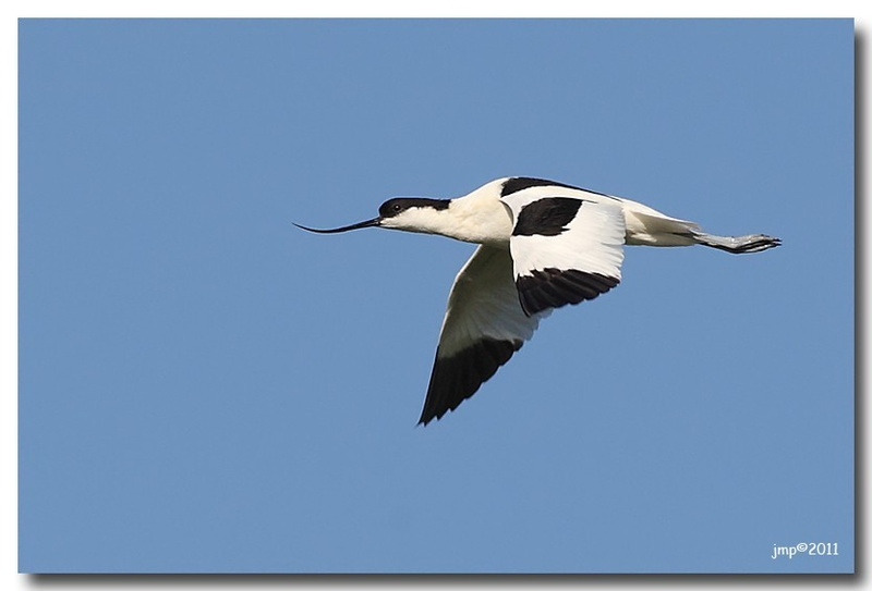 Avocette élégante (Recurvirostra avosetta)-02.jpeg