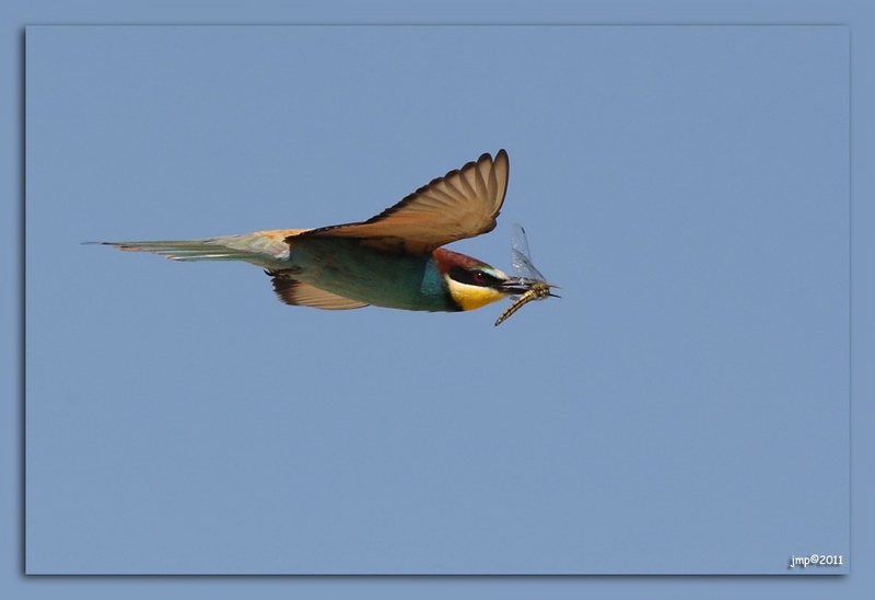 Guêpier d'Europe (Merops apiaster)-04.jpg