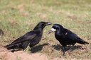 Corbeau freuxCorneille noire