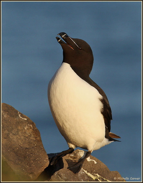 Pingouin-torda-4.jpg