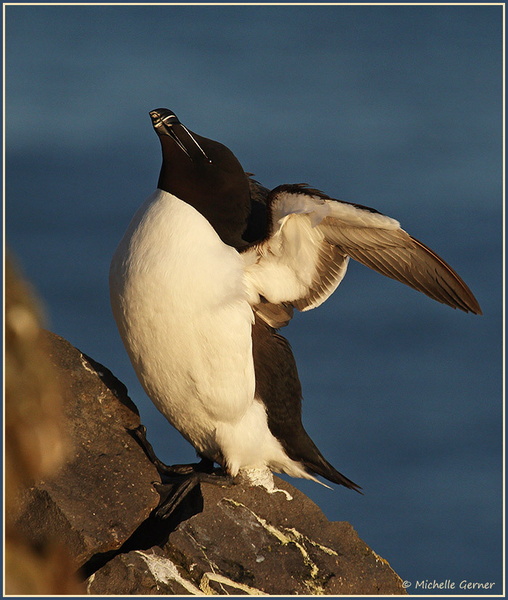 Pingouin-torda-Mvt 2.jpg