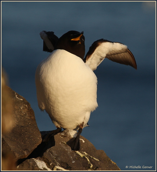 Pingouin-torda-Mvt-3.jpg