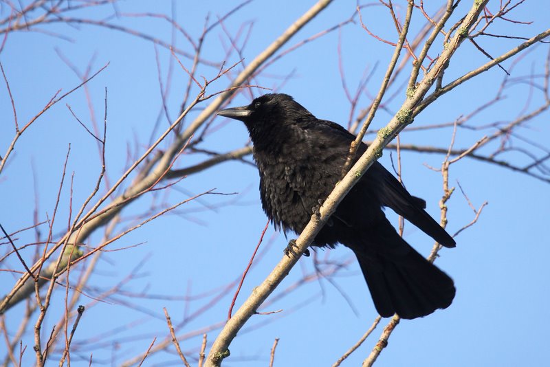 Corneille noire (Corvus corone)Bouc.jpeg