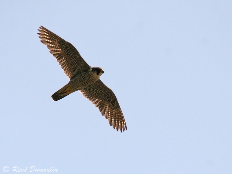 Faucon pèlerin (Falco peregrinus)dumou.jpeg