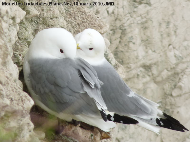Mouette tridactyle (Rissa tridactyla)Darcis.jpeg