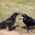 Corbeau freuxCorneille noire