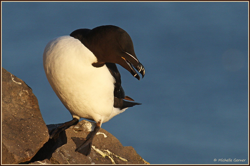 Pingouin-torda-2.jpg