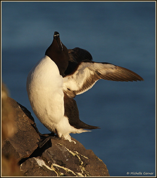 Pingouin-torda-Mvt.jpg