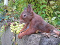Écureuil roux (Sciurus vulgaris).jpeg