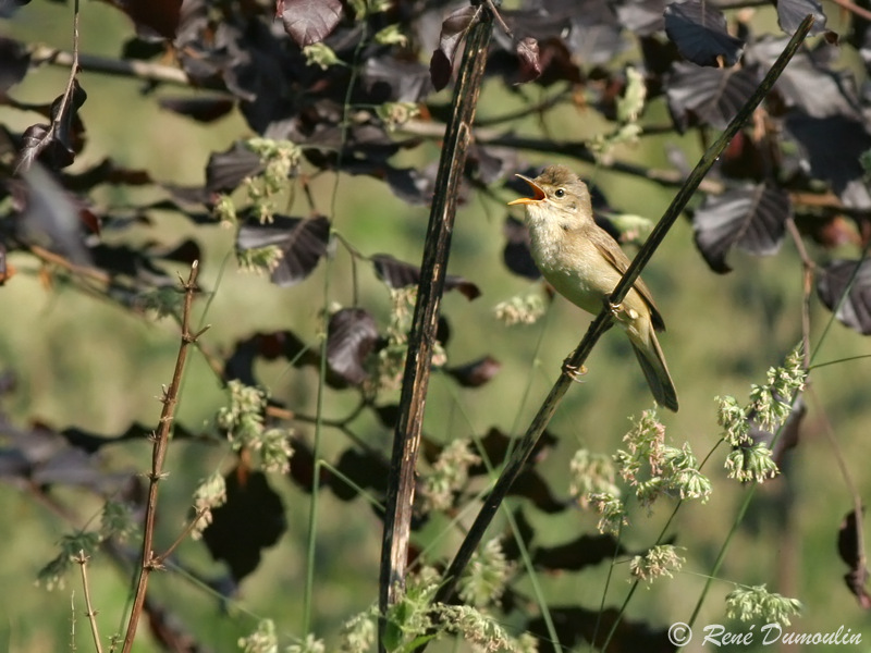 Rousserolle verderolle (Acrocephalus palustris)-01dumou.jpeg
